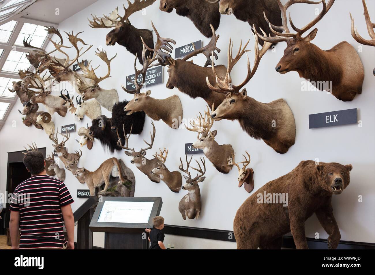 La raccolta nazionale di teste e corna a Johnny Morris' meraviglie della fauna Museo Nazionale e Acquario di Springfield, MO, Stati Uniti d'America. Foto Stock