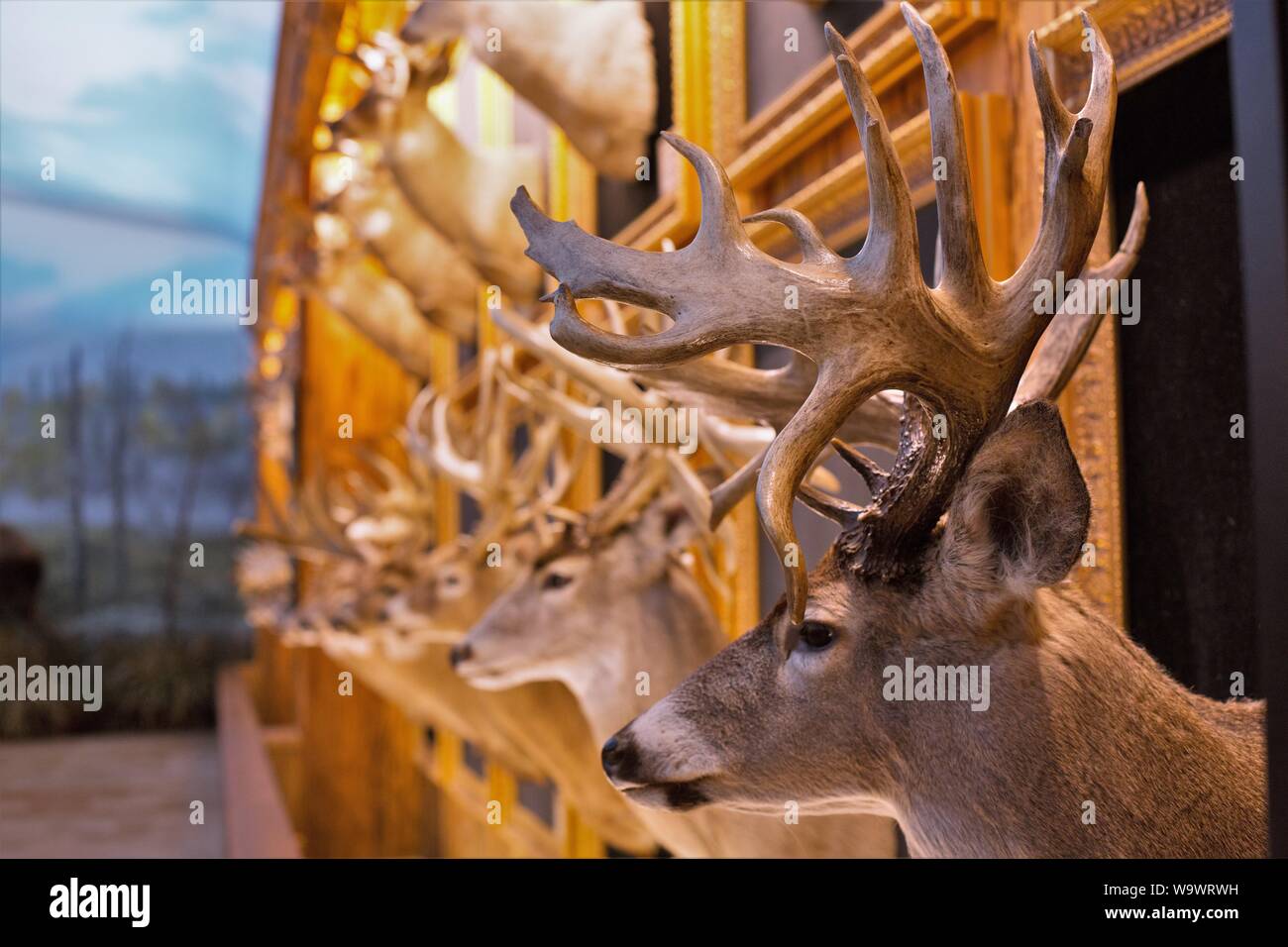 Di tassidermia teste di cervo sul display in dollari e tori camera presso le meraviglie della fauna Museo Nazionale e Acquario di Springfield, MO, Stati Uniti d'America. Foto Stock