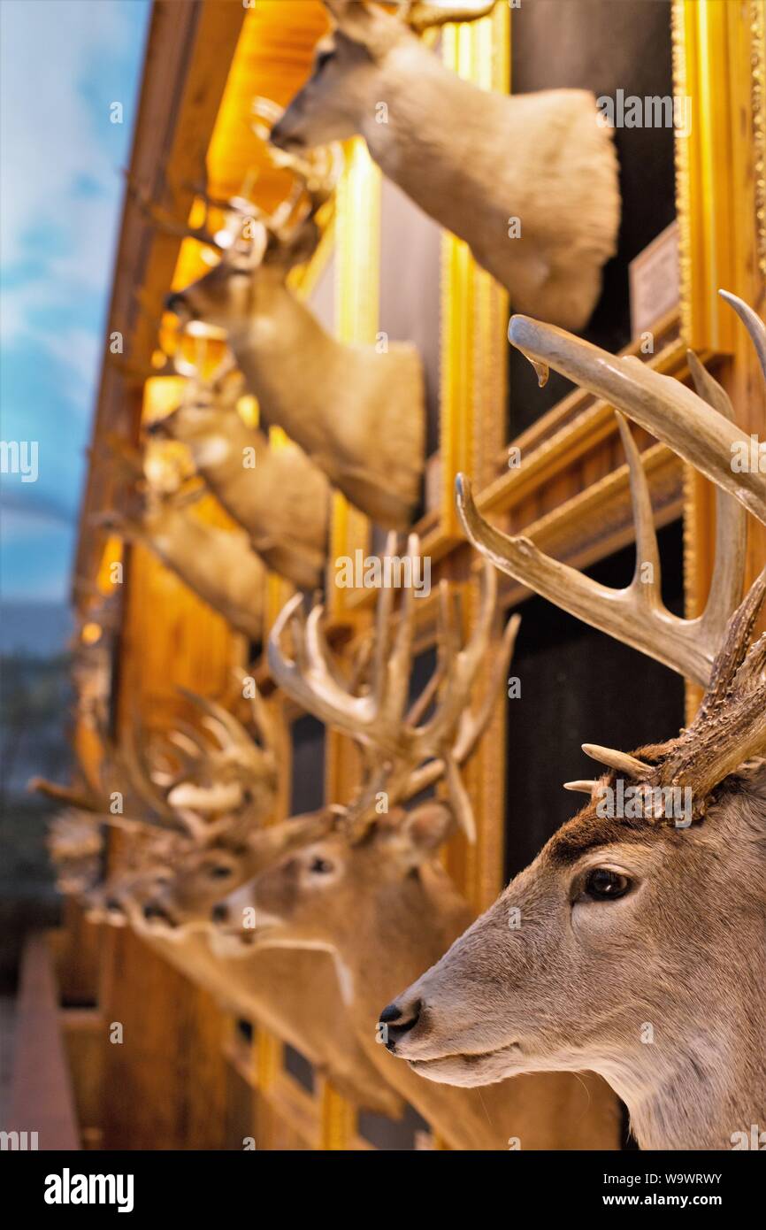 Di tassidermia teste di cervo sul display in dollari e tori camera presso le meraviglie della fauna Museo Nazionale e Acquario di Springfield, MO, Stati Uniti d'America. Foto Stock