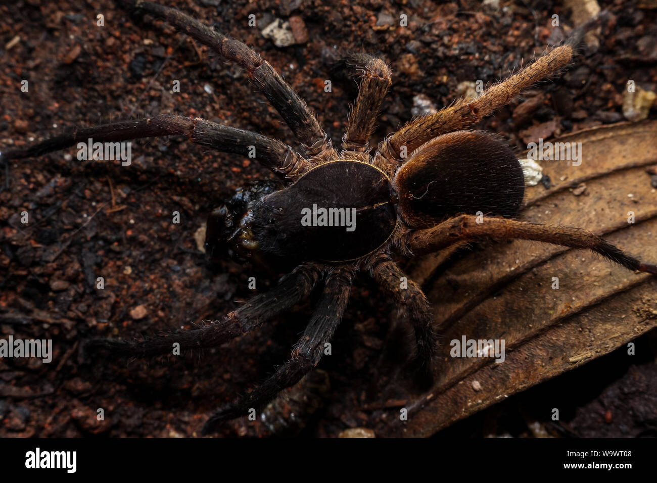 Ctneus medius ragno errante dalla foresta atlantica del Brasile mostrato di mangiare uno scarafaggio Foto Stock