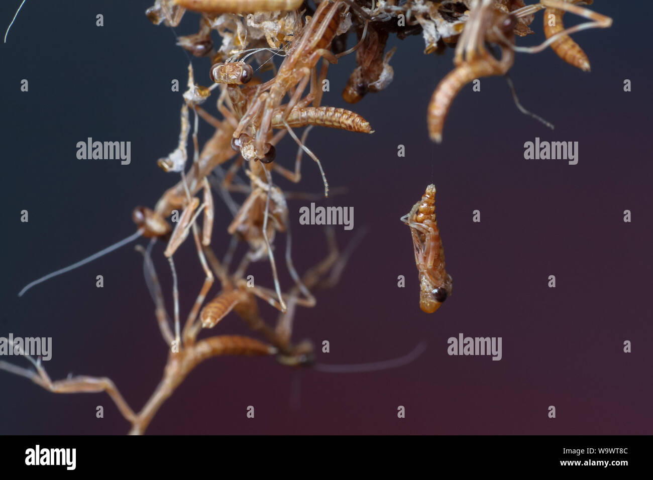 Macro di una Mantide oothecae schiusa, con depredavano mantis ninfe uscente delle uova Foto Stock