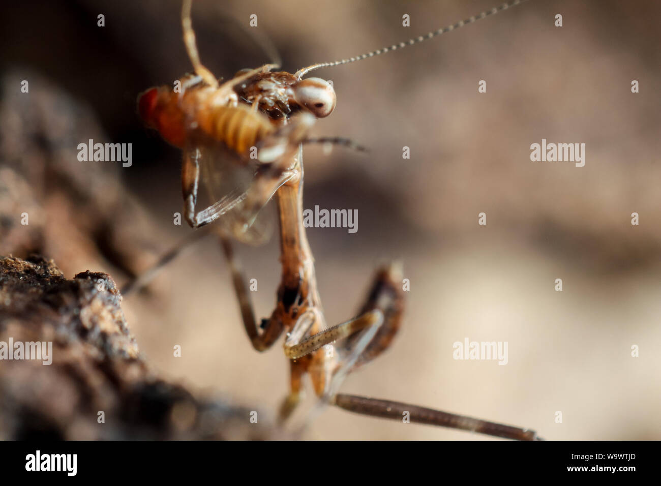 Close-up di una piccola mantide religiosa alimentazione su una mosca della frutta, mostra gli insetti in alta dettagli Foto Stock