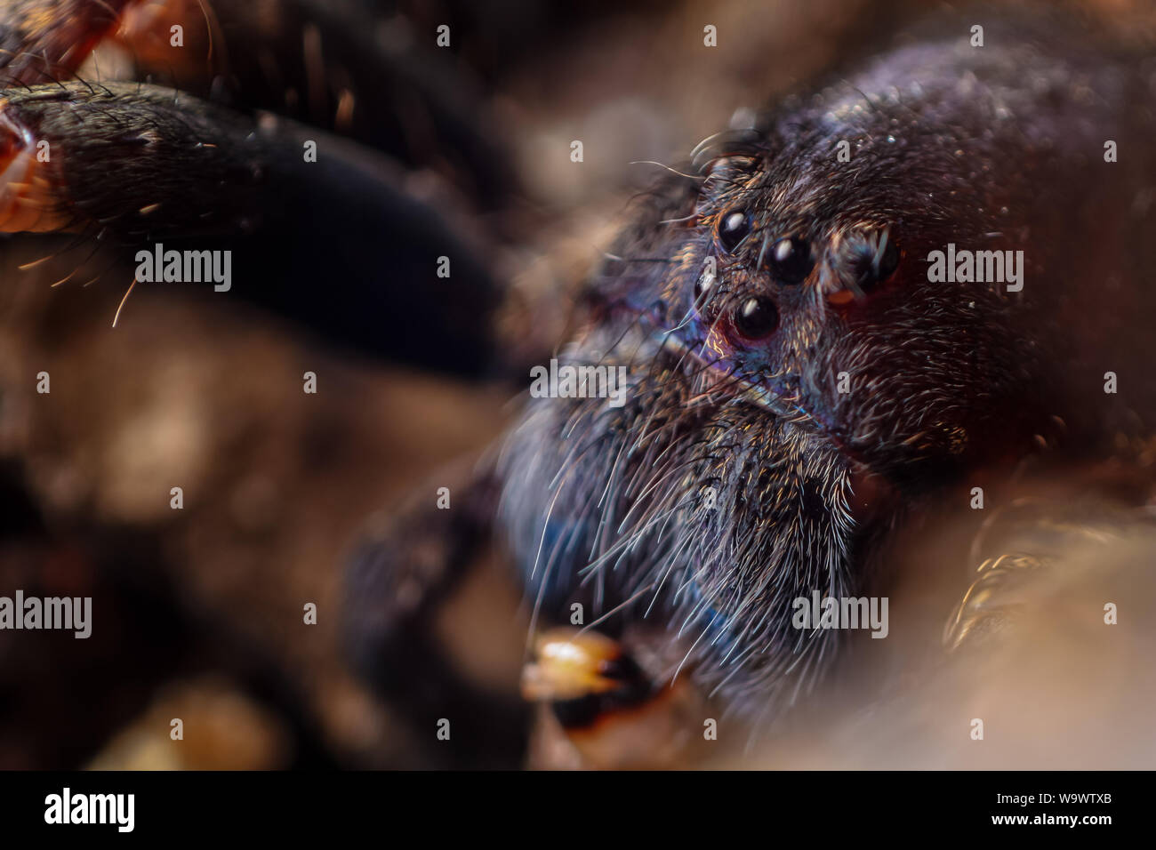 Ritratto frontale di un Ctneus medius ragno errante dalla foresta atlantica del Brasile, mostra il ragno il viso e gli occhi Foto Stock