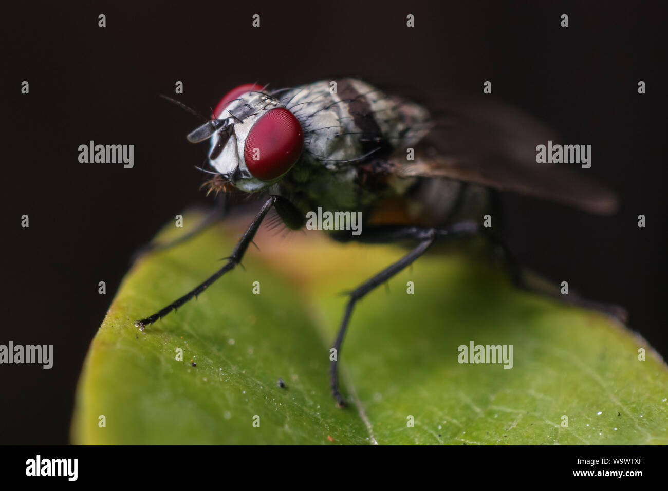 Alto Ingrandimento close-up di un giardino comune volare, che mostra la testa di insetto e gli occhi nei dettagli Foto Stock