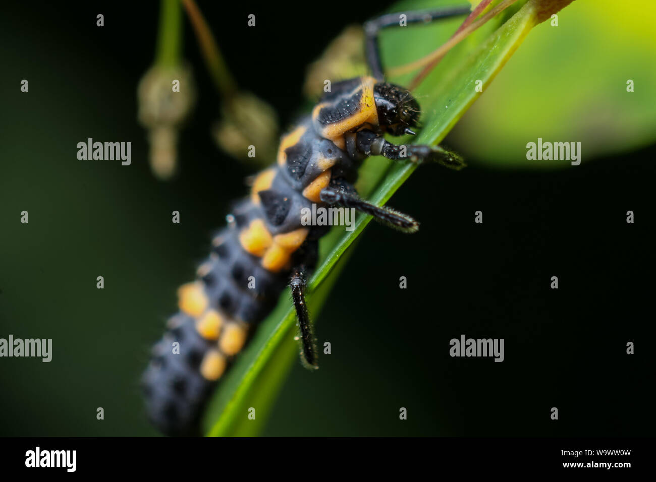 Macro dettagliata di una coccinella (lady bug) larva, noto predatore di afidi, utilizzato come controllo di peste Foto Stock