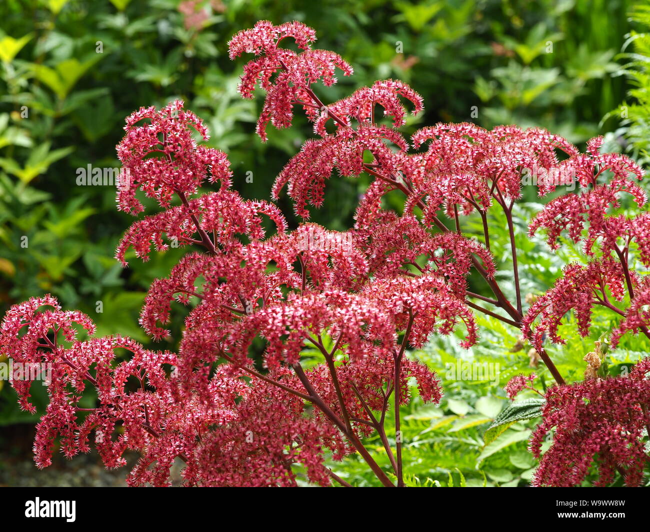 Bella rosa Rodgersia pinnata fiori cattura la luce del sole in un giardino Foto Stock