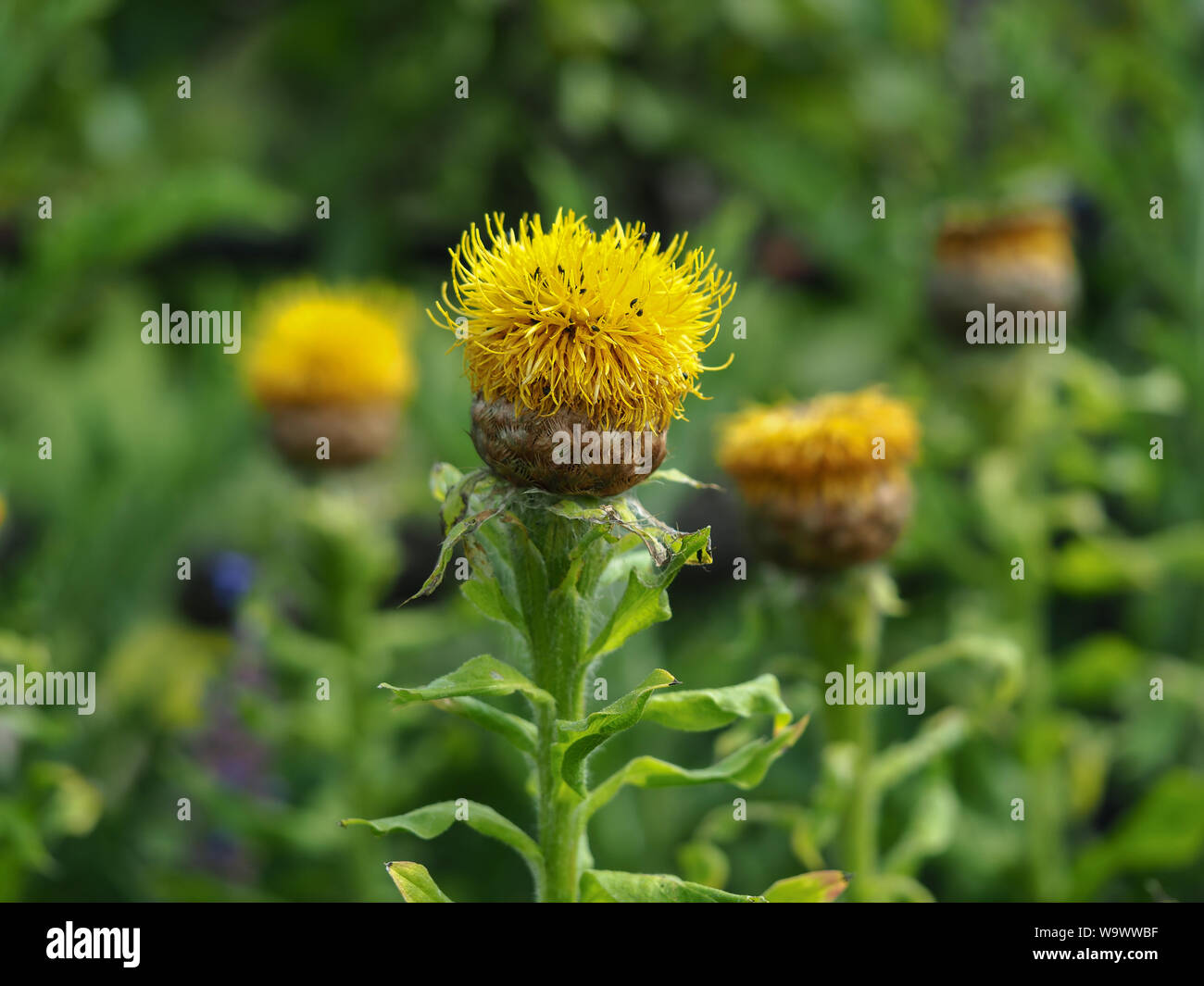 Il gigante giallo fiordaliso fiori (Centaurea macrocephala) in un giardino estivo Foto Stock