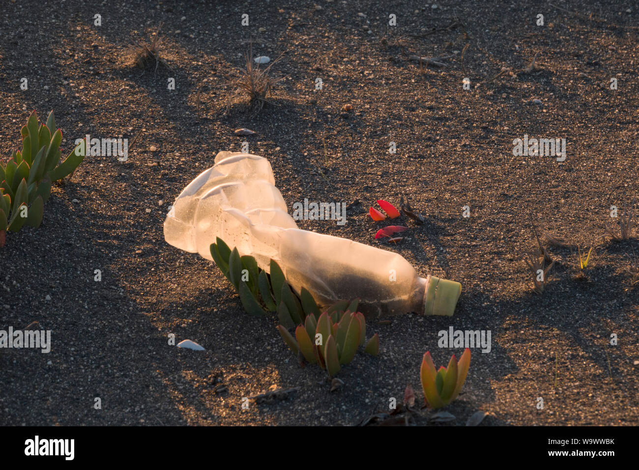 Vuoto uso singola Drink di plastica bottiglia sulla spiaggia sabbiosa di Buchupureo, Cile Foto Stock