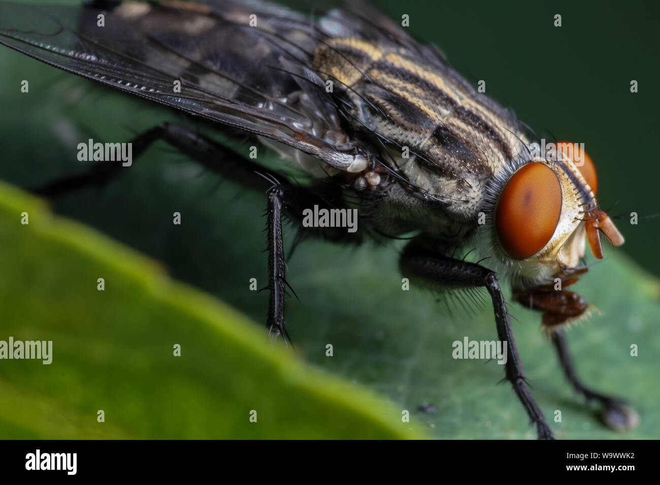 Alto Ingrandimento close-up di un giardino comune volare, che mostra la testa di insetto e gli occhi nei dettagli Foto Stock