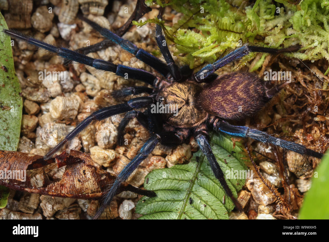 Dettagli di un due croci spider (Dipluridae) Foto Stock