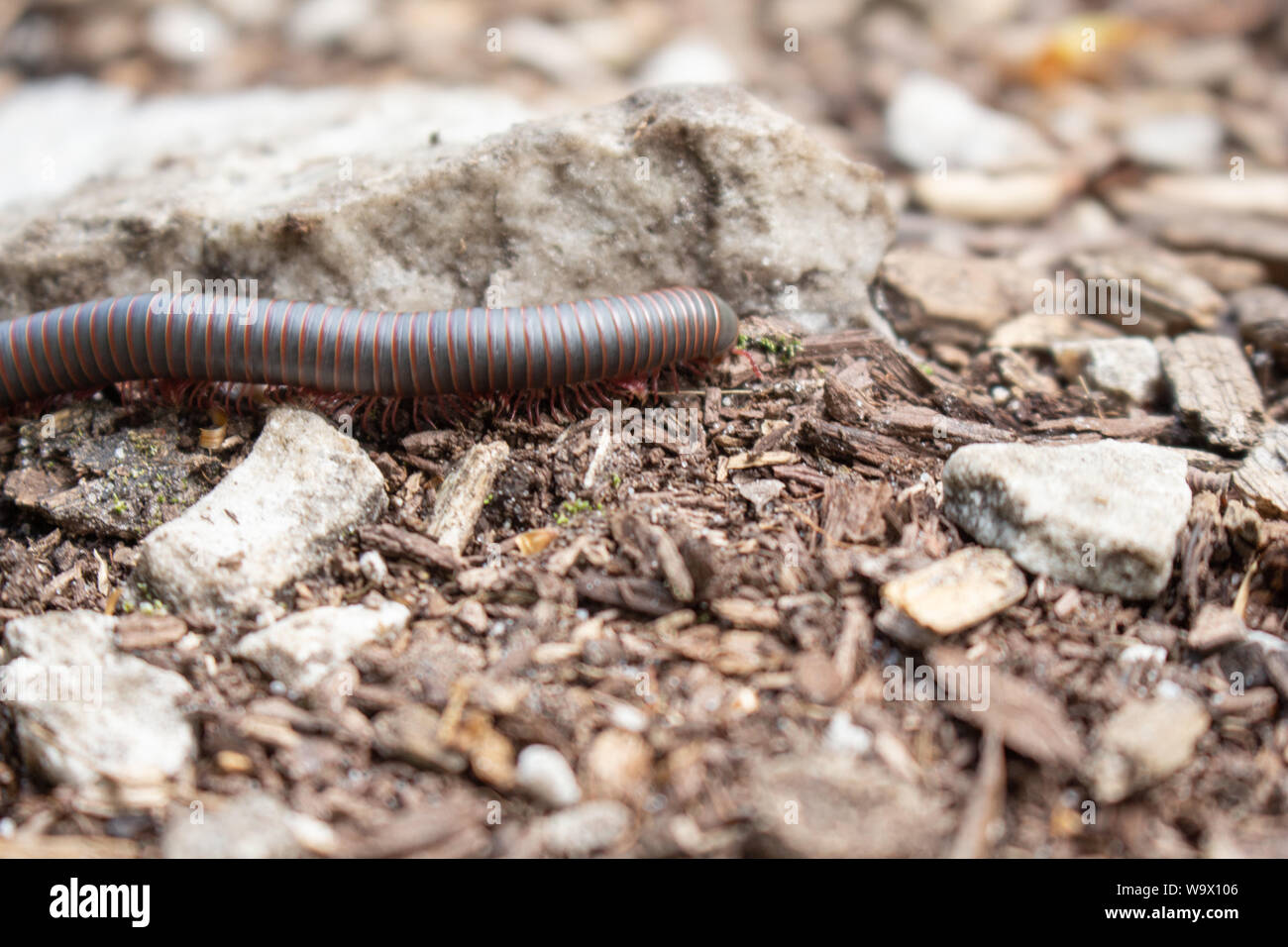 Un gigantesco millepiedi è strisciando lungo alcune rocce e strame sul pavimento di una foresta. Foto Stock