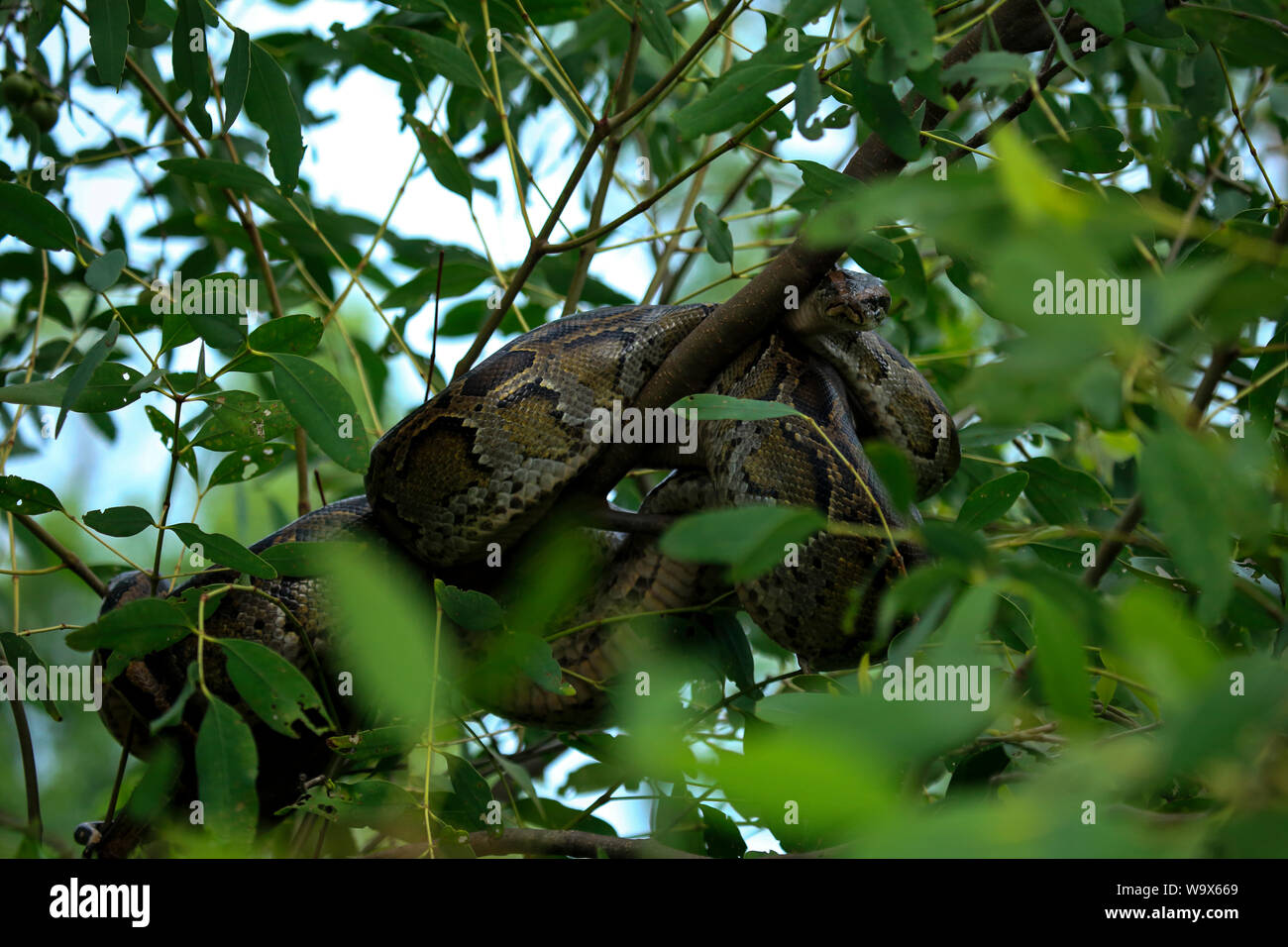 Un pitone birmano all'interno del Sundarbans, il più grande del mondo la foresta di mangrovie. Bangladesh Foto Stock