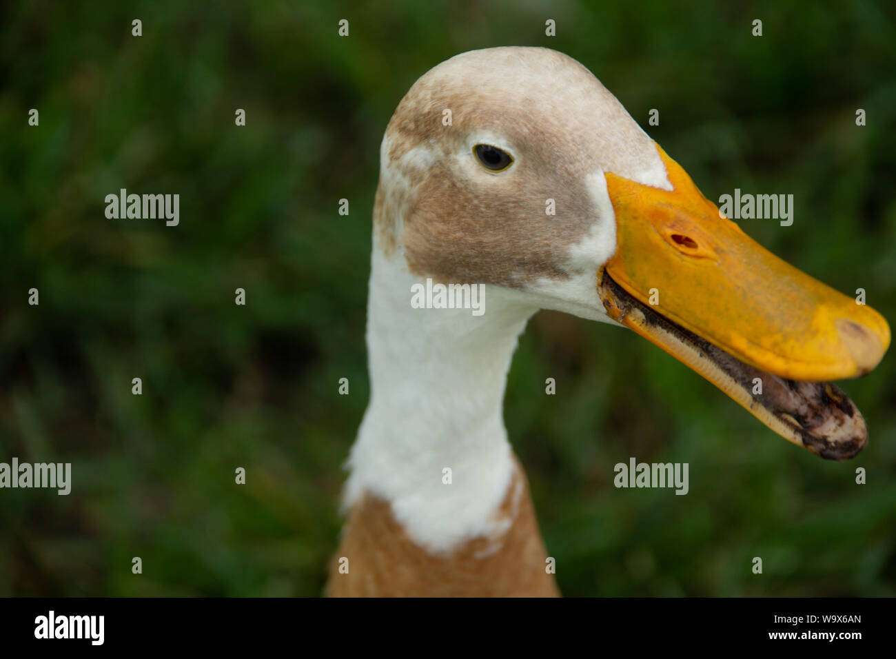 Marrone e bianco duck close up dopo uno snack. Foto Stock