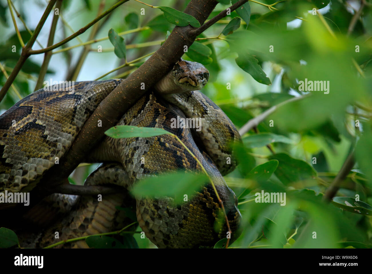 Un pitone birmano all'interno del Sundarbans, il più grande del mondo la foresta di mangrovie. Bangladesh Foto Stock