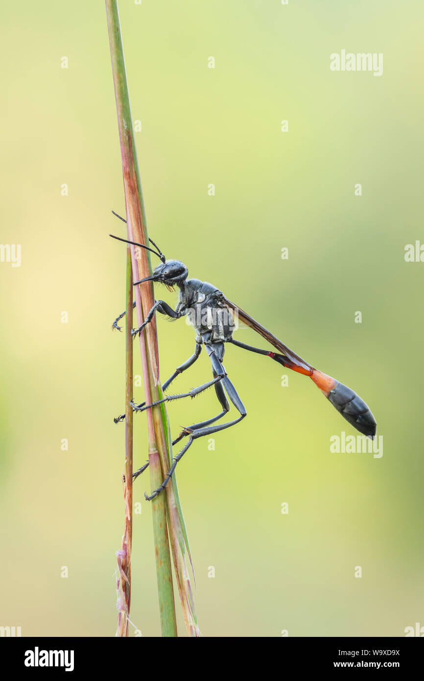 Un thread-cintata Wasp (Ammophila procera) si aggrappa al suo pernottamento roost su un gambo di erba nelle prime ore del mattino. Foto Stock