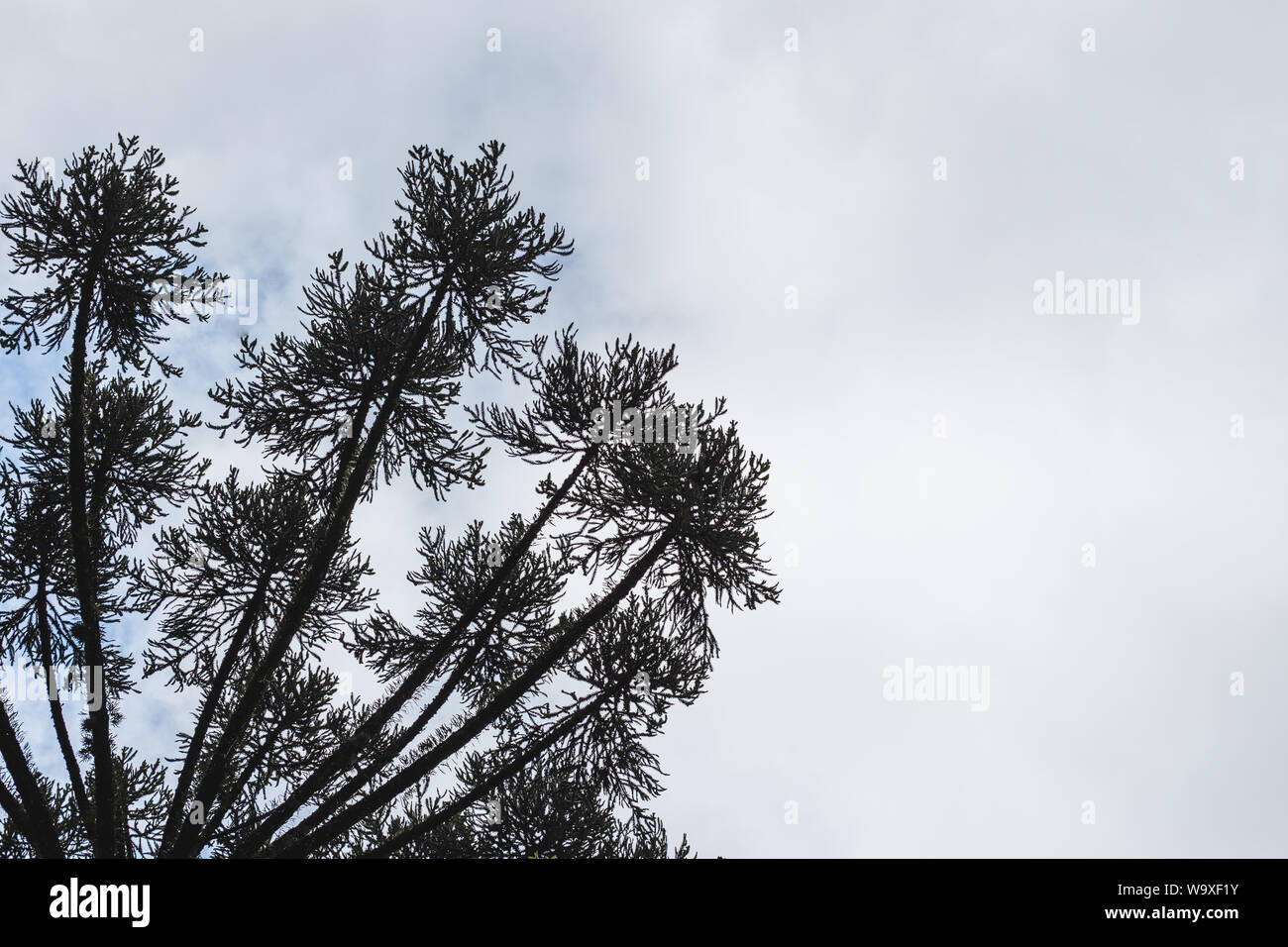 Interessante silhouette ad albero contro un cielo nuvoloso sovrastato; vista dal basso con spazio per la copia Foto Stock