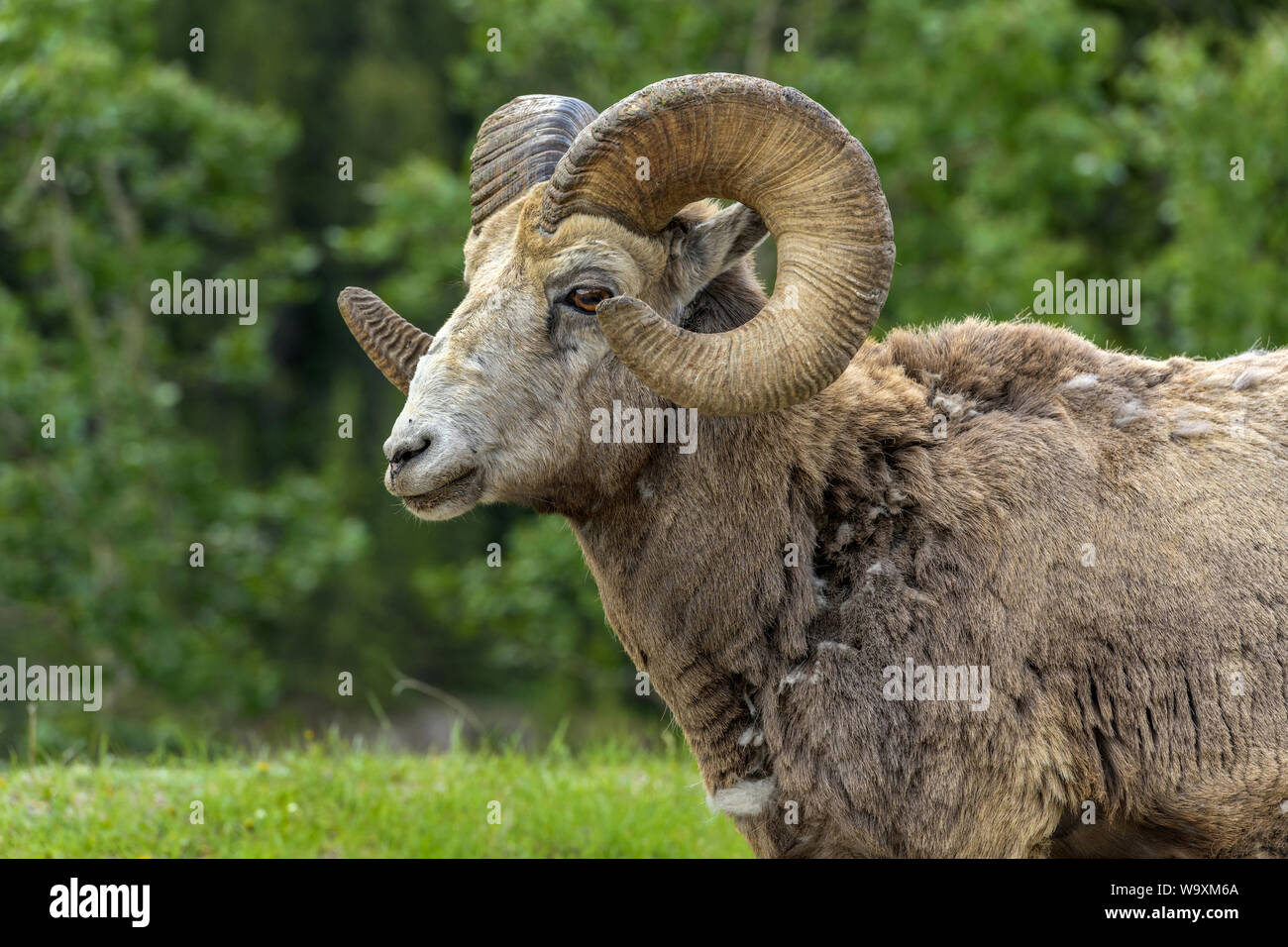 Bighorn di Ram - un close-up colpo di testa, di un bighorn ram su un prato verde a bordo di un bosco vicino a due Jack Lake, il Parco Nazionale di Banff, AB, Canada. Foto Stock