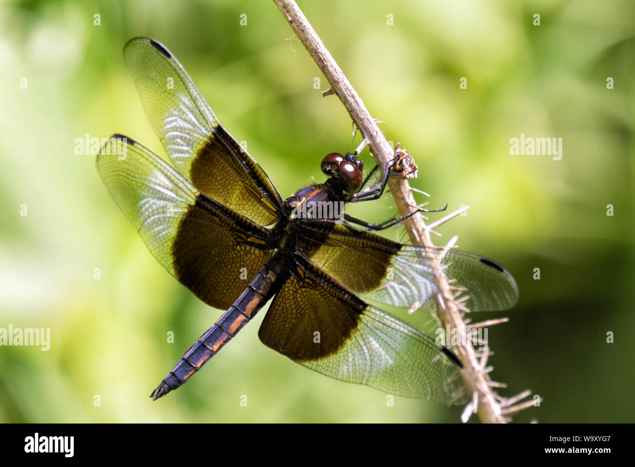 Vedova (Skimmer Libellula luctuosa) dragonfly nella prateria Foto Stock