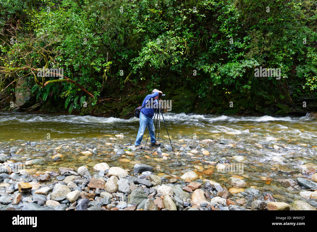 Un fotografo è di scattare una foto con la fotocamera su un treppiede mentre in piedi in acqua in un rocky river letto, c'è verde la macchia nativa dietro hime Foto Stock