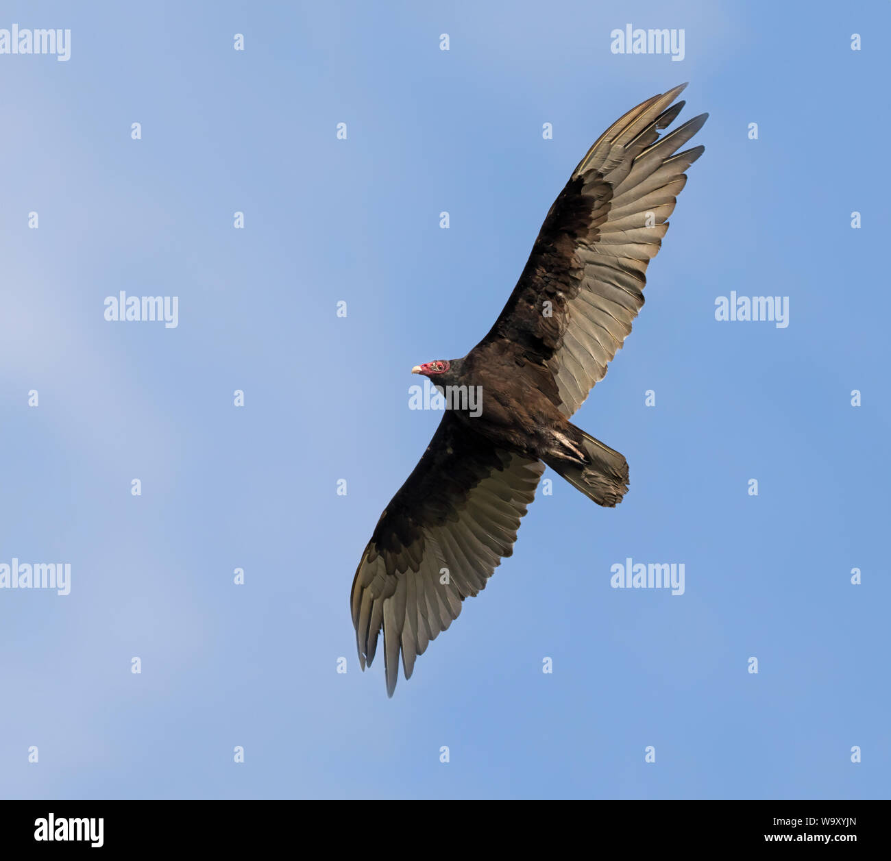 La Turchia vulture battenti con ali spiegate in un cielo blu Foto Stock