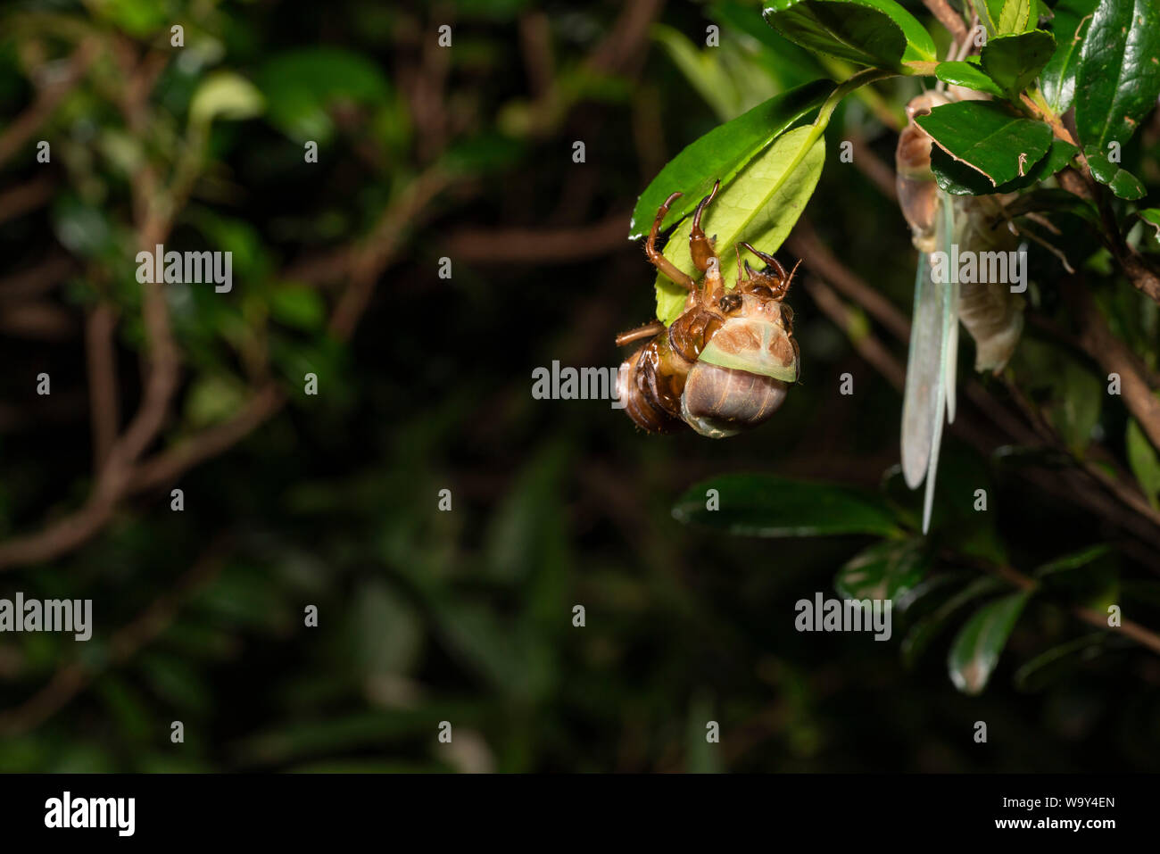 Comparsa di grandi cicala marrone ( Graptopsaltria nigrofuscata ), Setagaya-Ku, Tokyo, Giappone Foto Stock