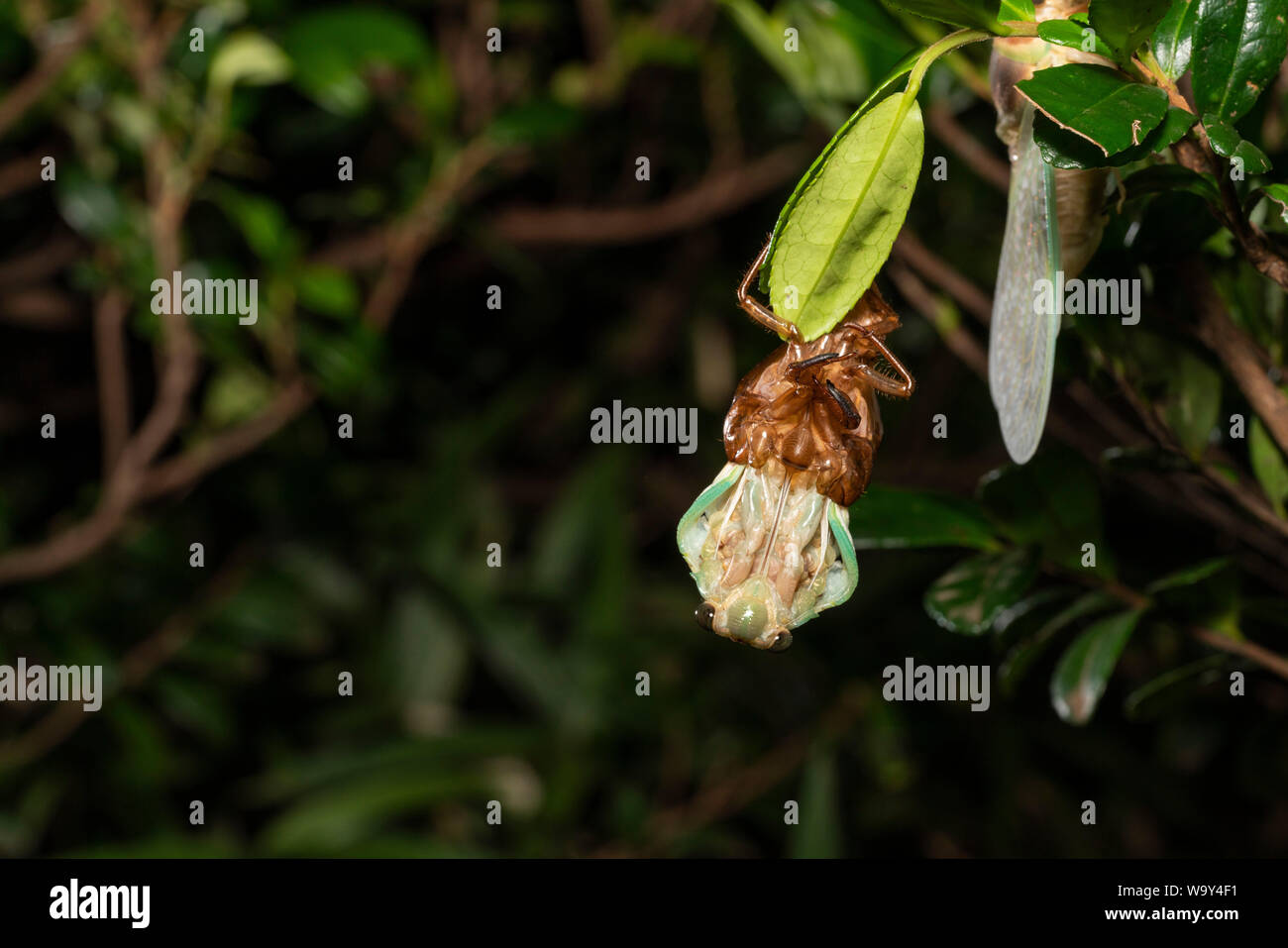 Comparsa di grandi cicala marrone ( Graptopsaltria nigrofuscata ), Setagaya-Ku, Tokyo, Giappone Foto Stock