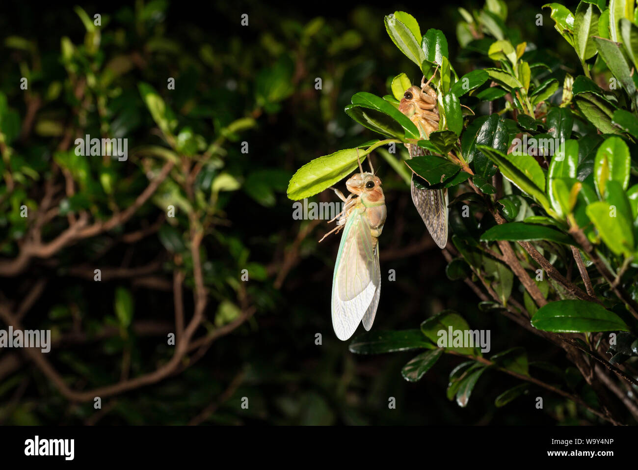 Comparsa di grandi cicala marrone ( Graptopsaltria nigrofuscata ), Setagaya-Ku, Tokyo, Giappone Foto Stock