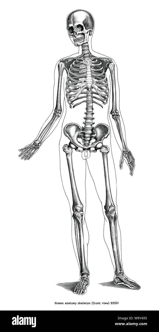 Incisione Antica illustrazione di anatomia umana scheletro (vista frontale) in bianco e nero di clipart isolati su sfondo bianco Illustrazione Vettoriale