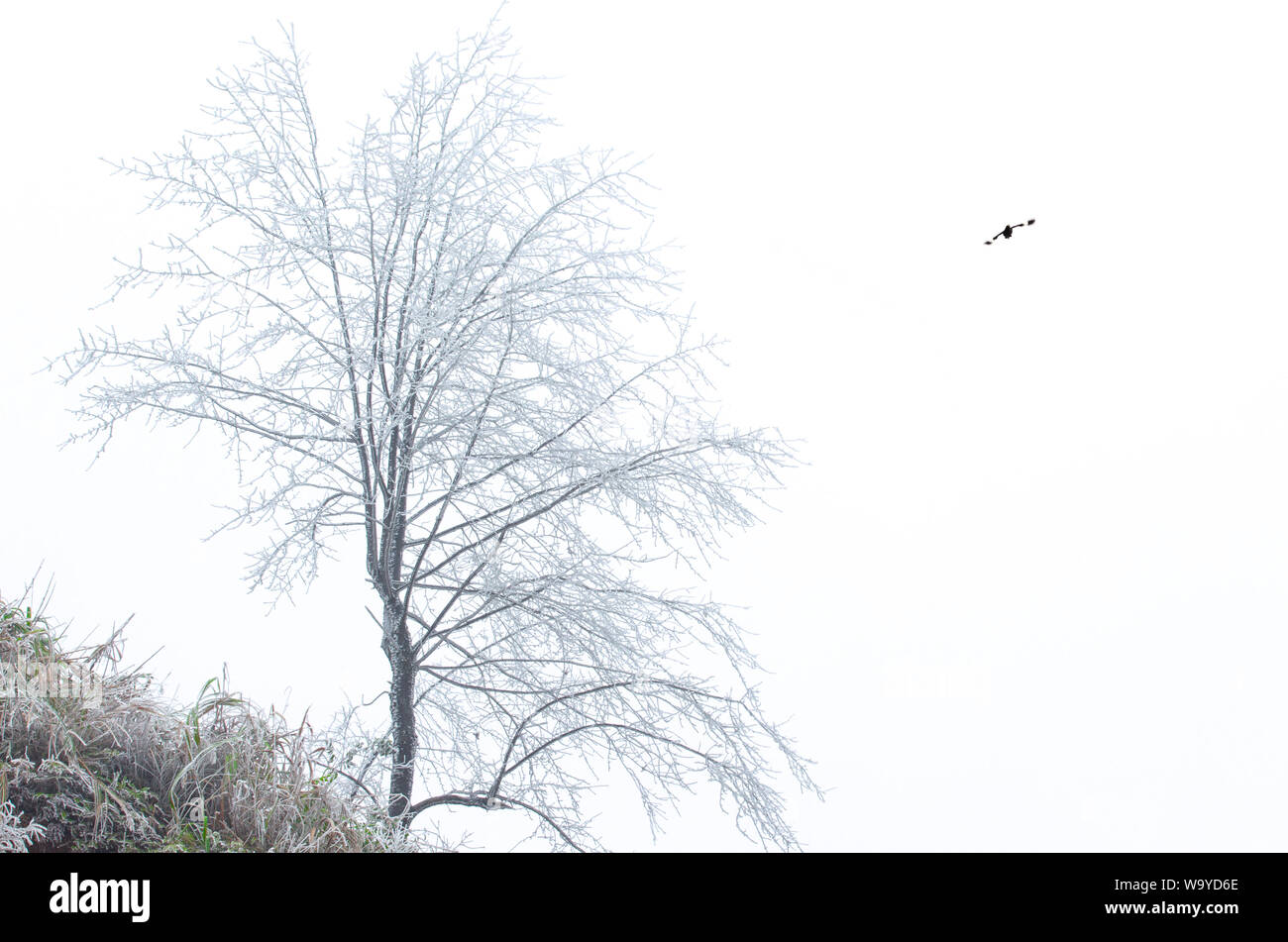 L'albero Foto Stock