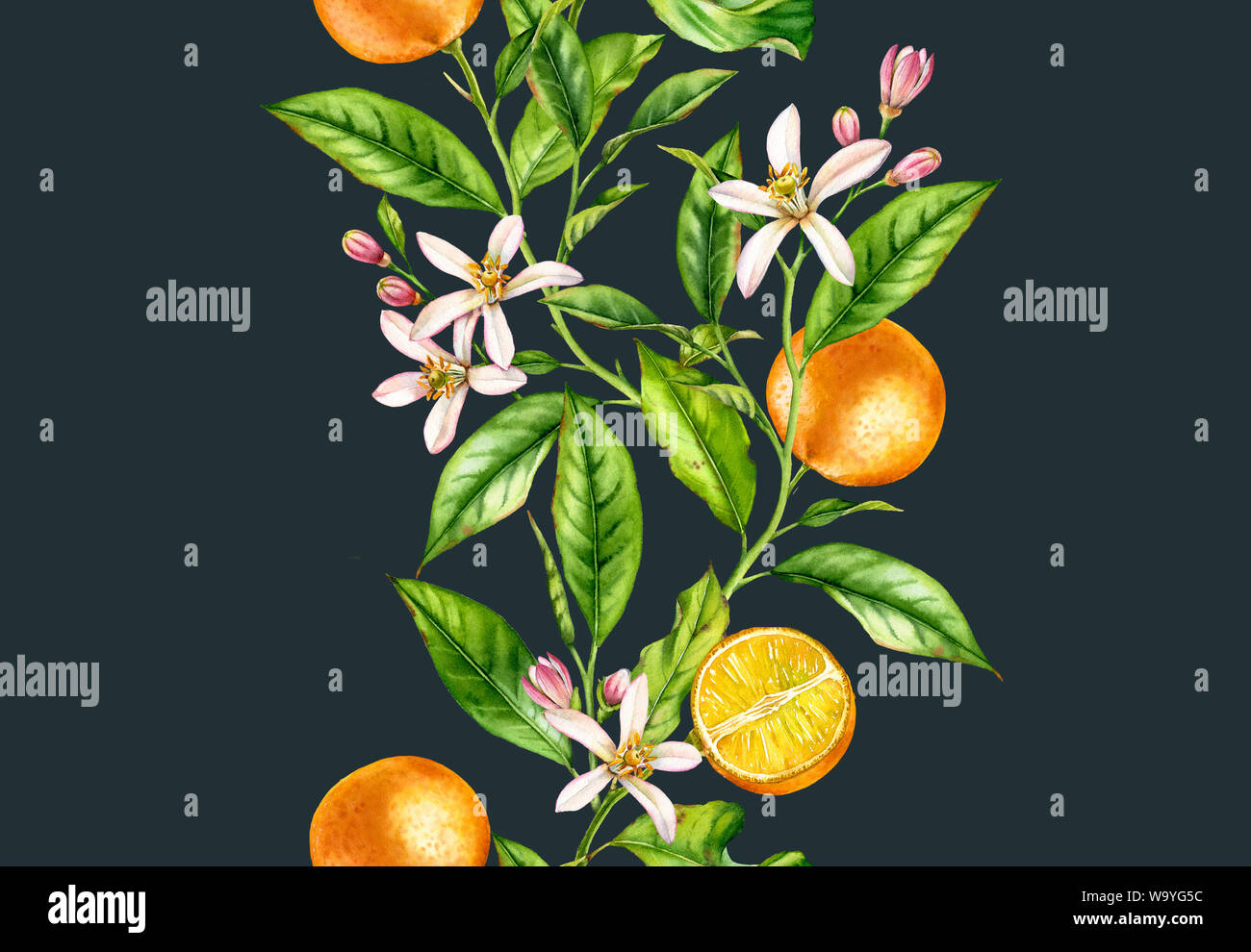 Frutta di arancia rami. Senza cuciture bordo verticale con fiori realistico botanico illustrazione floreali su sfondo blu scuro dipinto a mano Foto Stock