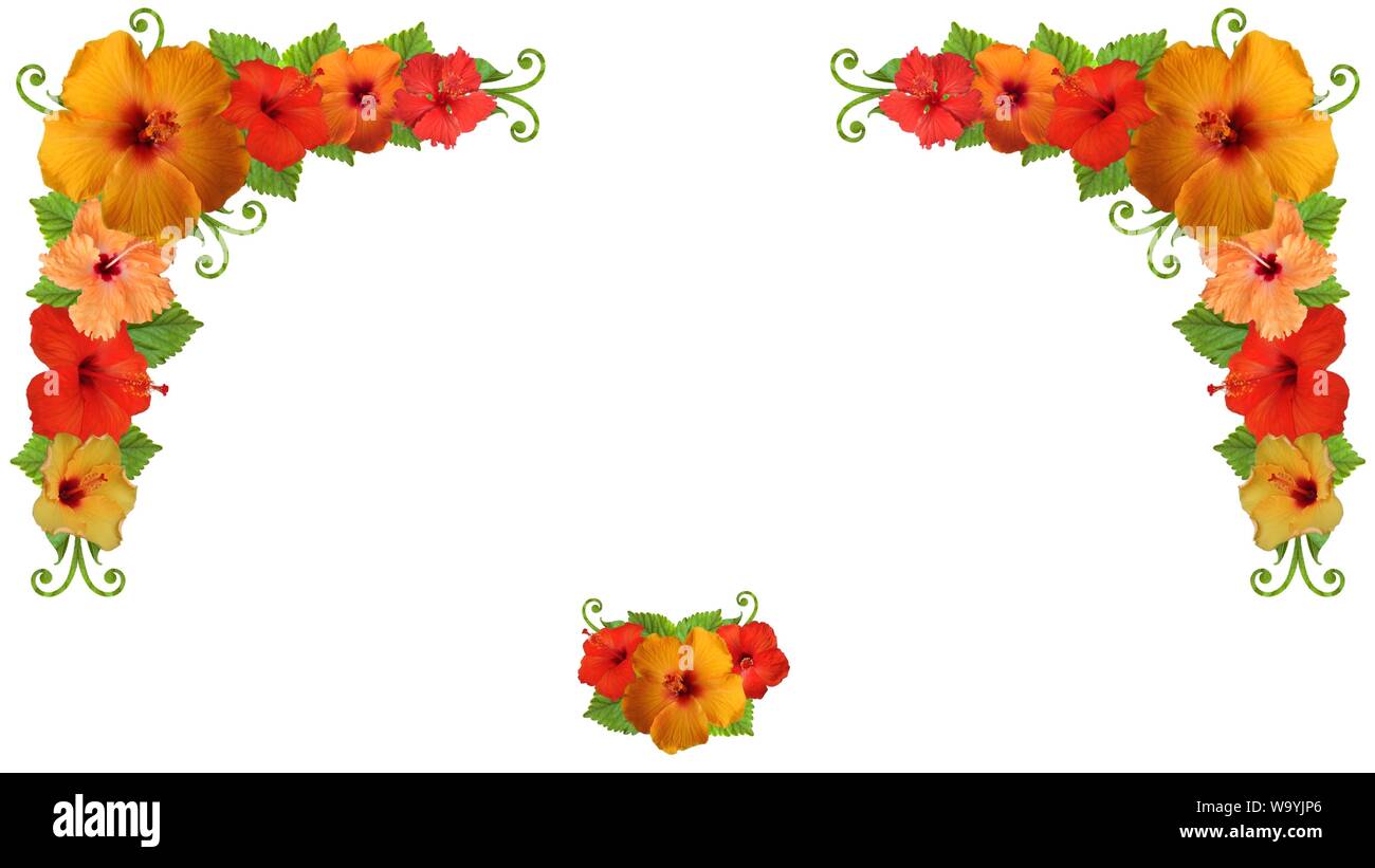 Hibiscus in diversi colori e con diverse varietà Foto Stock