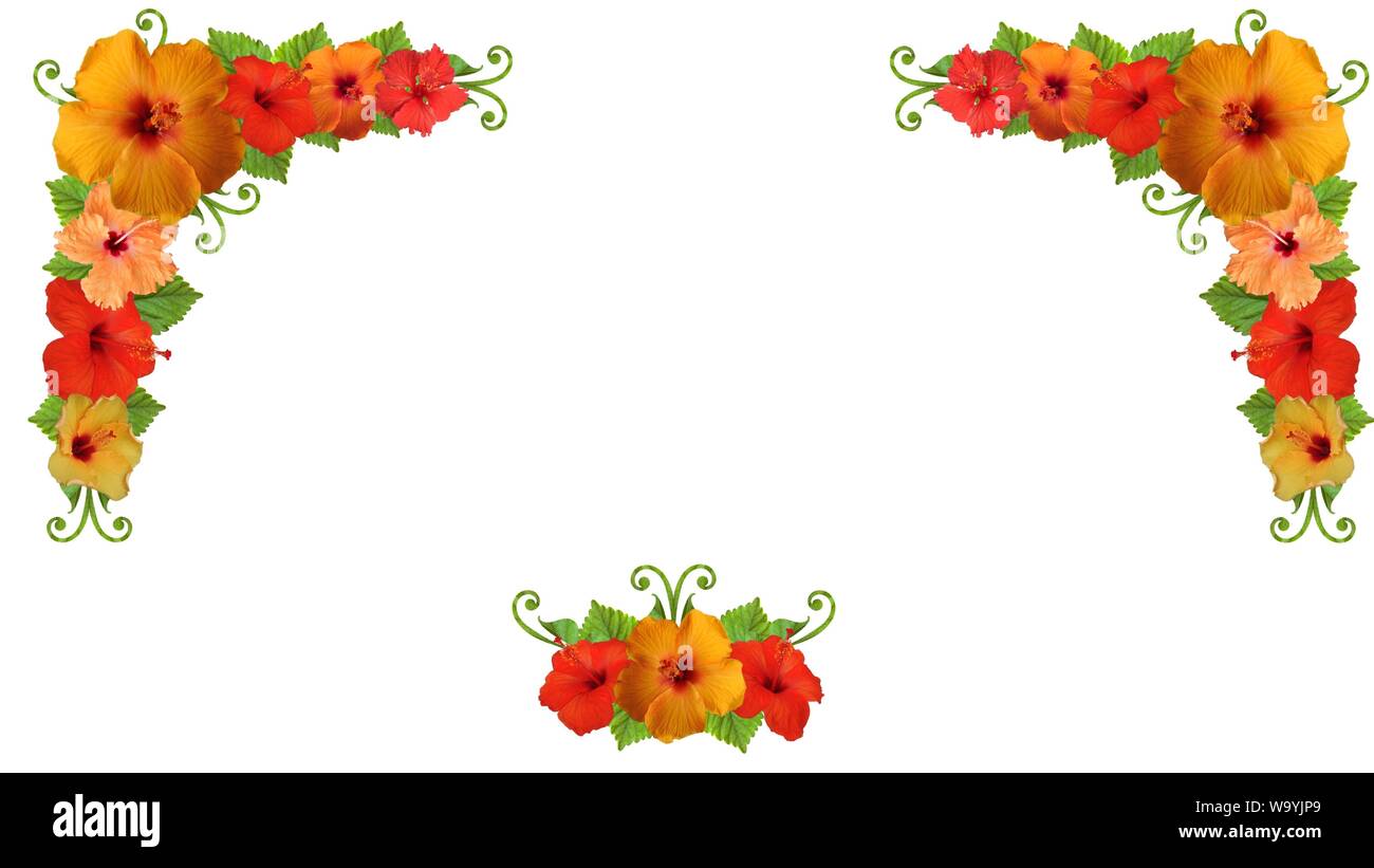 Hibiscus in diversi colori e con diverse varietà Foto Stock