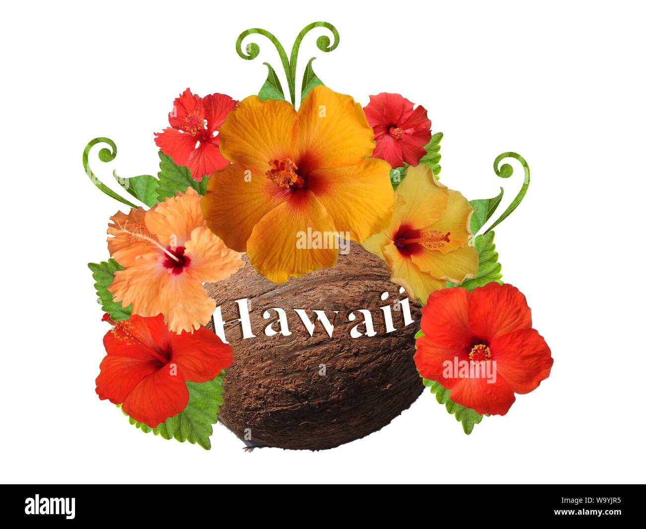 Hibiscus in diversi colori e con diverse varietà Foto Stock