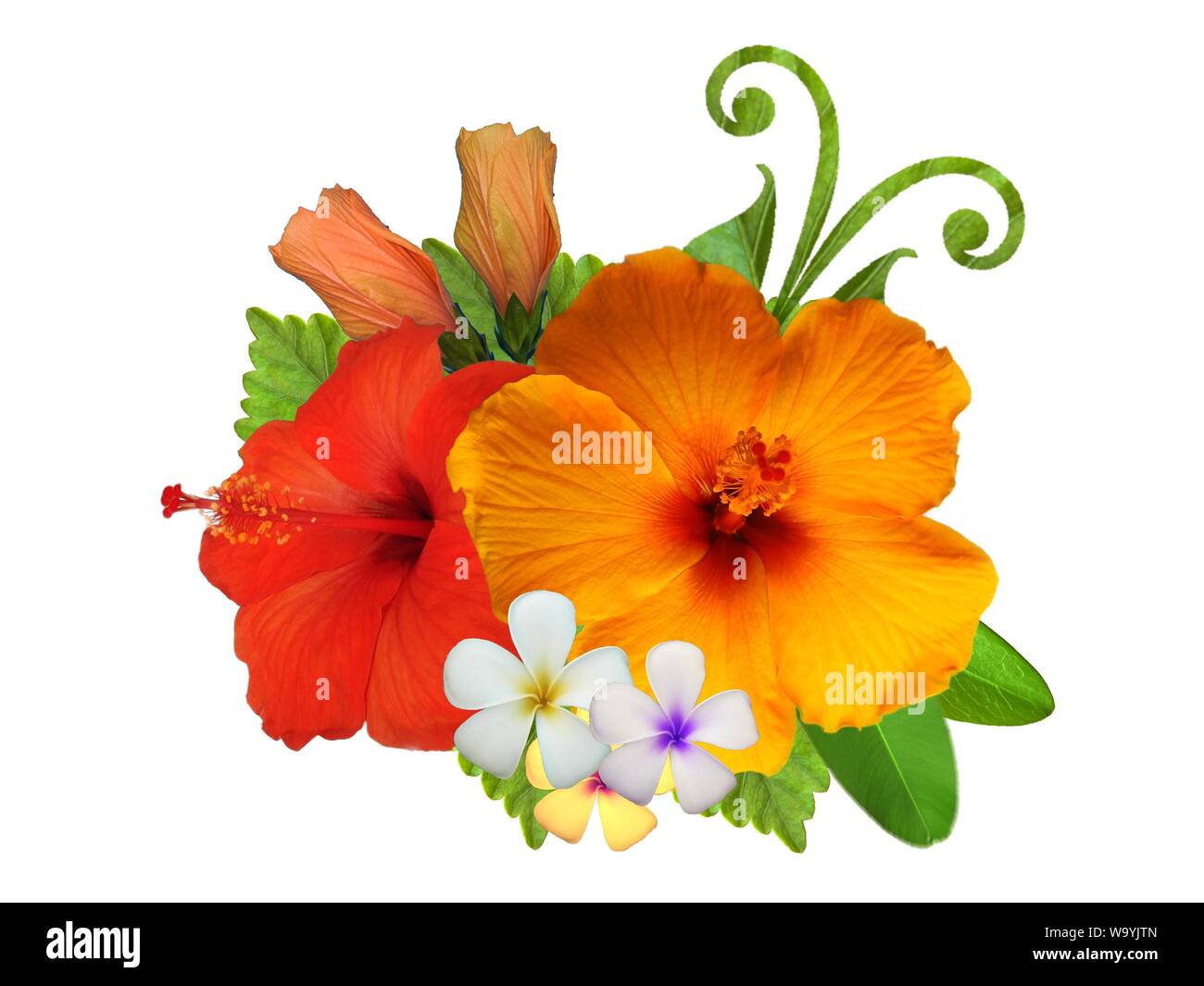 Hibiscus in diversi colori e con diverse varietà Foto Stock