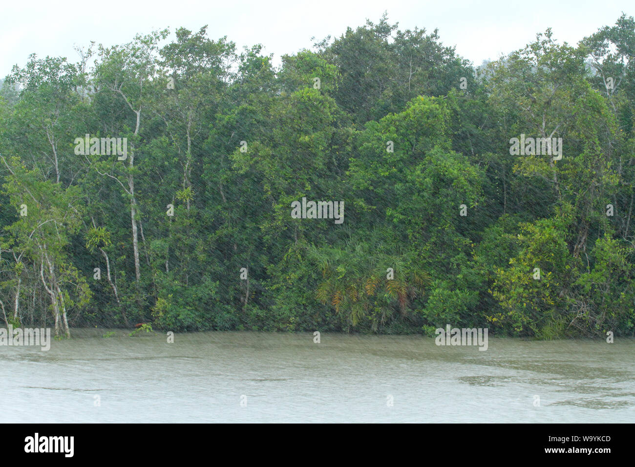 La pioggia della Sundarbans, la più grande foresta di mangrovie del mondo. Bangladesh Foto Stock