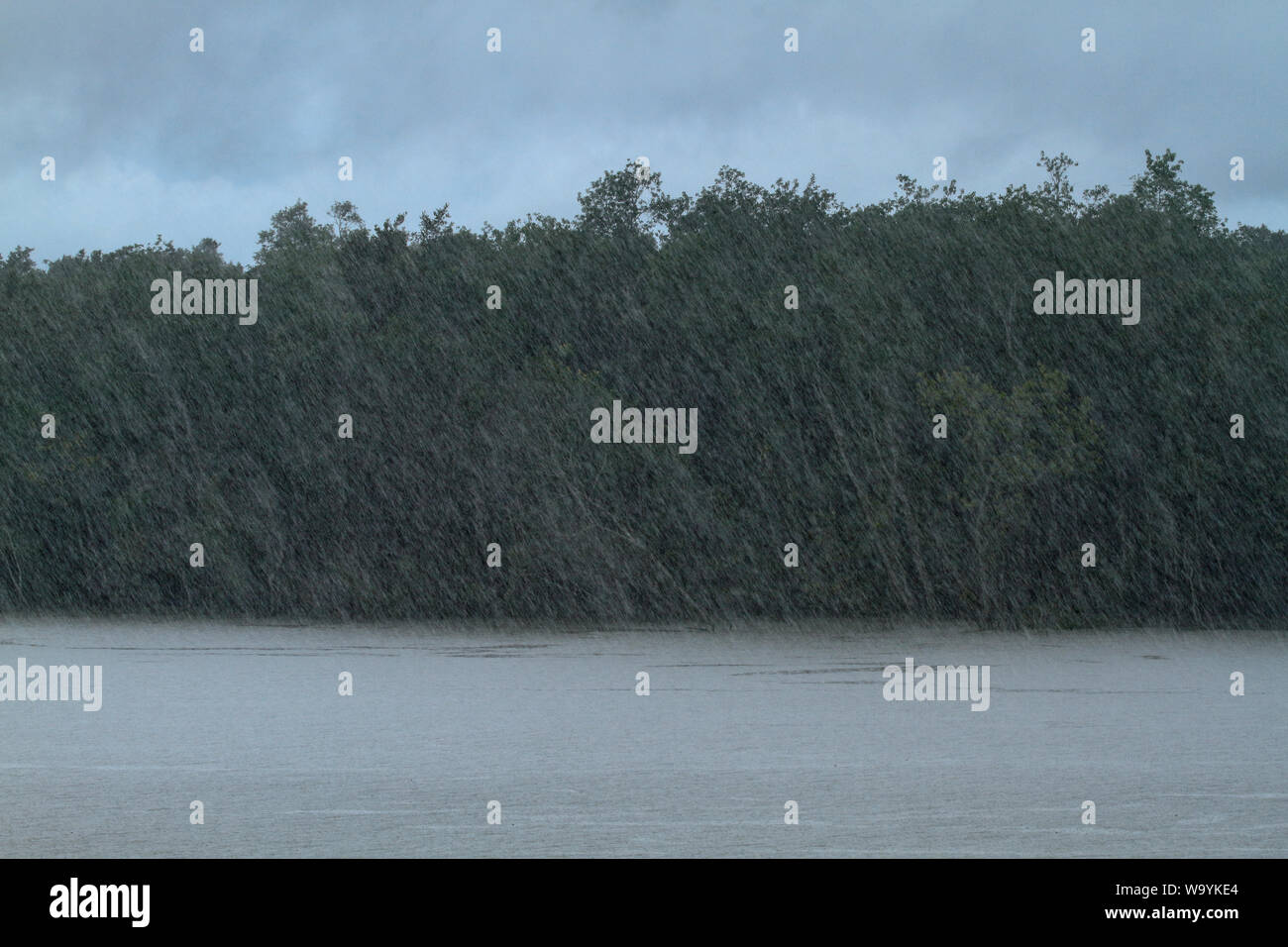 La pioggia della Sundarbans, la più grande foresta di mangrovie del mondo. Bangladesh Foto Stock