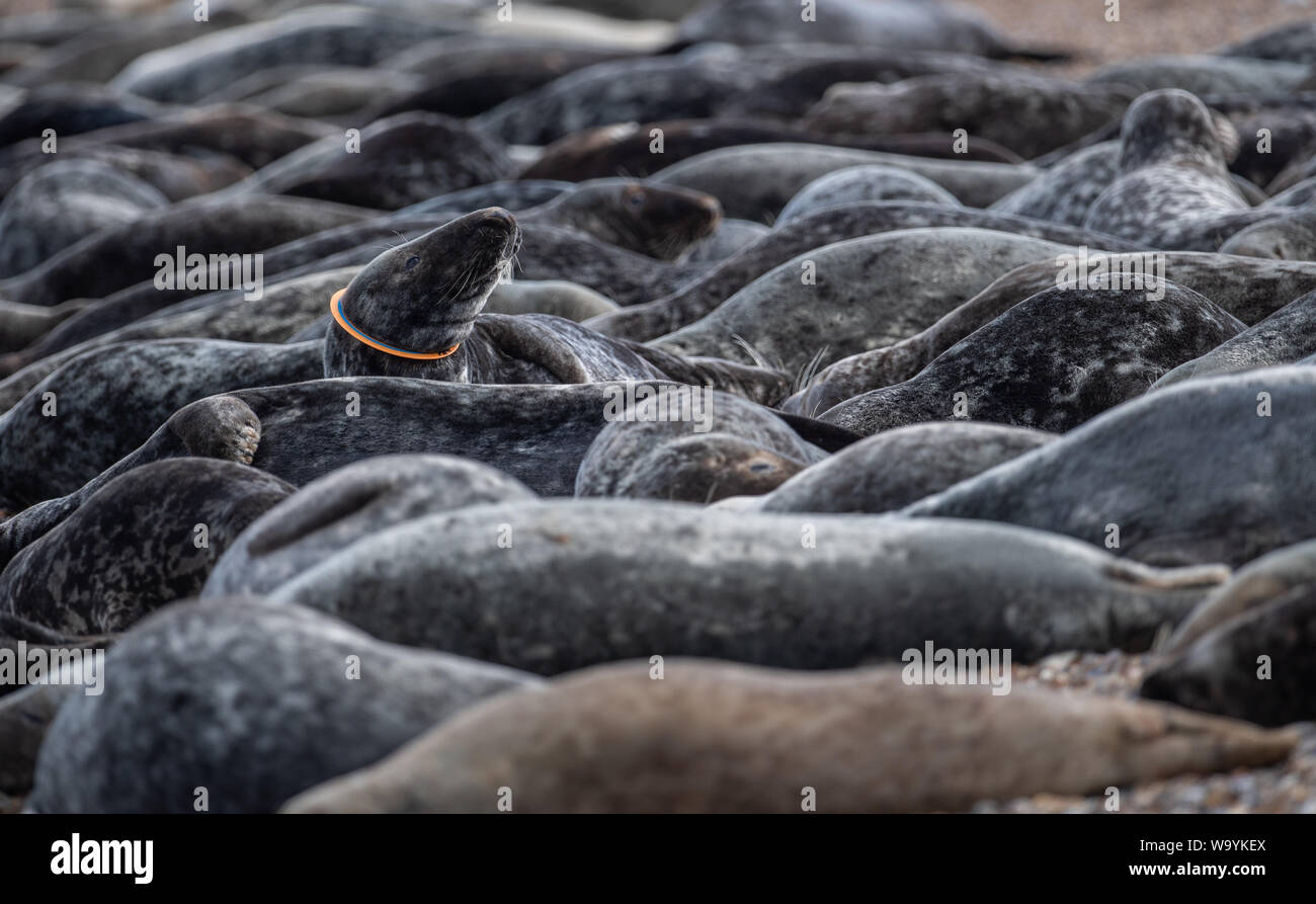 Grigio di una guarnizione di tenuta con un frisbee in plastica incollato intorno al suo collo tra la colonia sulla spiaggia a Horsey in Norfolk, come RSPCA dati mostrano il numero di animali colpiti dalla lettiera in plastica è al più alto di tutti i tempi, con incidenti in aumento del 22% in soli quattro anni. I ricercatori sono stati recentemente il conteggio del numero di porto e le foche grigie crogiolarsi sulle rive del Tamigi per un censimento annuale. Foto Stock