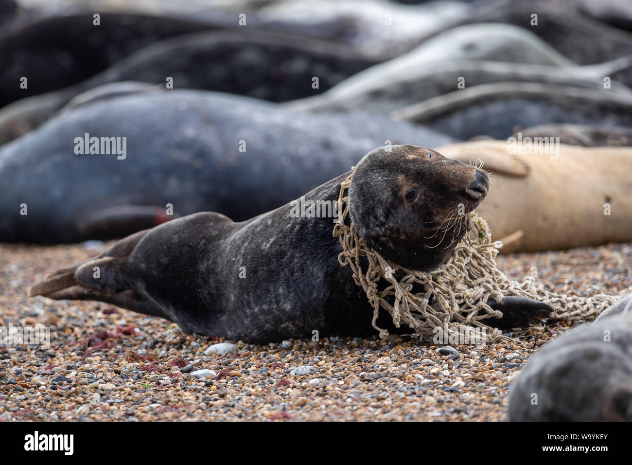 Una guarnizione di tenuta di colore grigio con rete da pesca aggrovigliato intorno al suo collo tra la colonia sulla spiaggia a Horsey in Norfolk, come RSPCA dati mostrano il numero di animali colpiti dalla lettiera in plastica è al più alto di tutti i tempi, con incidenti in aumento del 22% in soli quattro anni. I ricercatori sono stati recentemente il conteggio del numero di porto e le foche grigie crogiolarsi sulle rive del Tamigi per un censimento annuale. Foto Stock