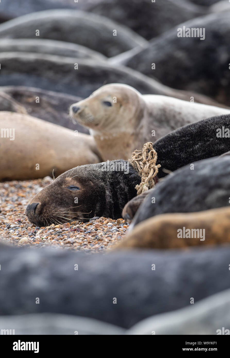 Una guarnizione di tenuta di colore grigio con rete da pesca aggrovigliato intorno al suo collo tra la colonia sulla spiaggia a Horsey in Norfolk, come RSPCA dati mostrano il numero di animali colpiti dalla lettiera in plastica è al più alto di tutti i tempi, con incidenti in aumento del 22% in soli quattro anni. I ricercatori sono stati recentemente il conteggio del numero di porto e le foche grigie crogiolarsi sulle rive del Tamigi per un censimento annuale. Foto Stock