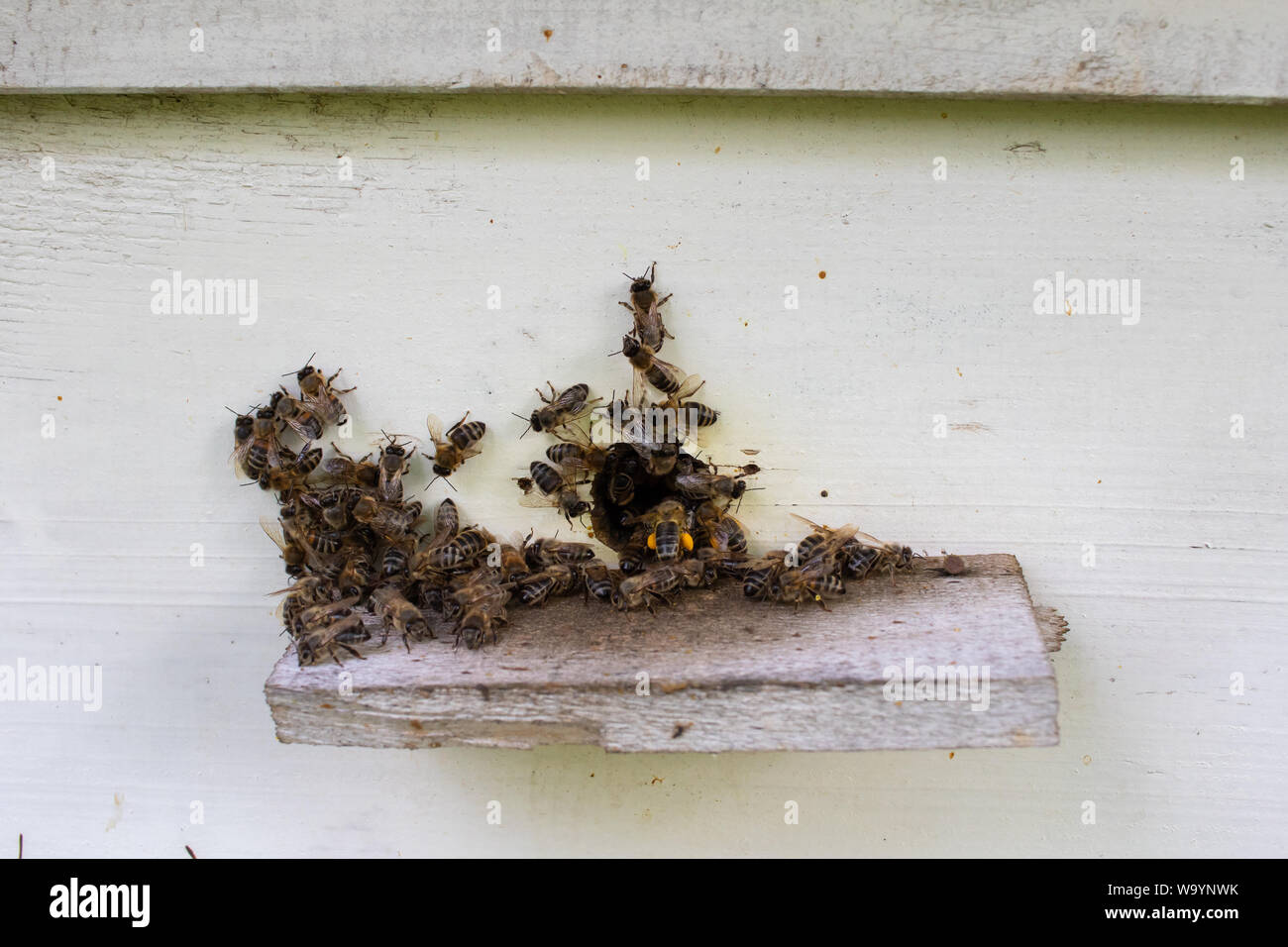 Beehive close-up. Api volare nell'alveare. Le api trasportano il polline sulle loro zampe Foto Stock