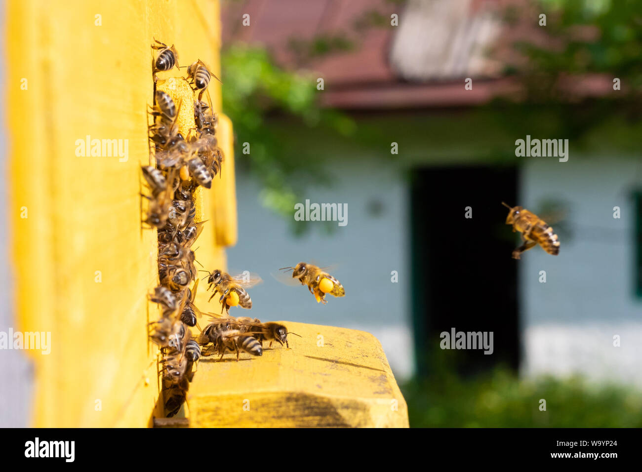 Beehive close-up. Api volare nell'alveare. Le api trasportano il polline sulle loro zampe Foto Stock