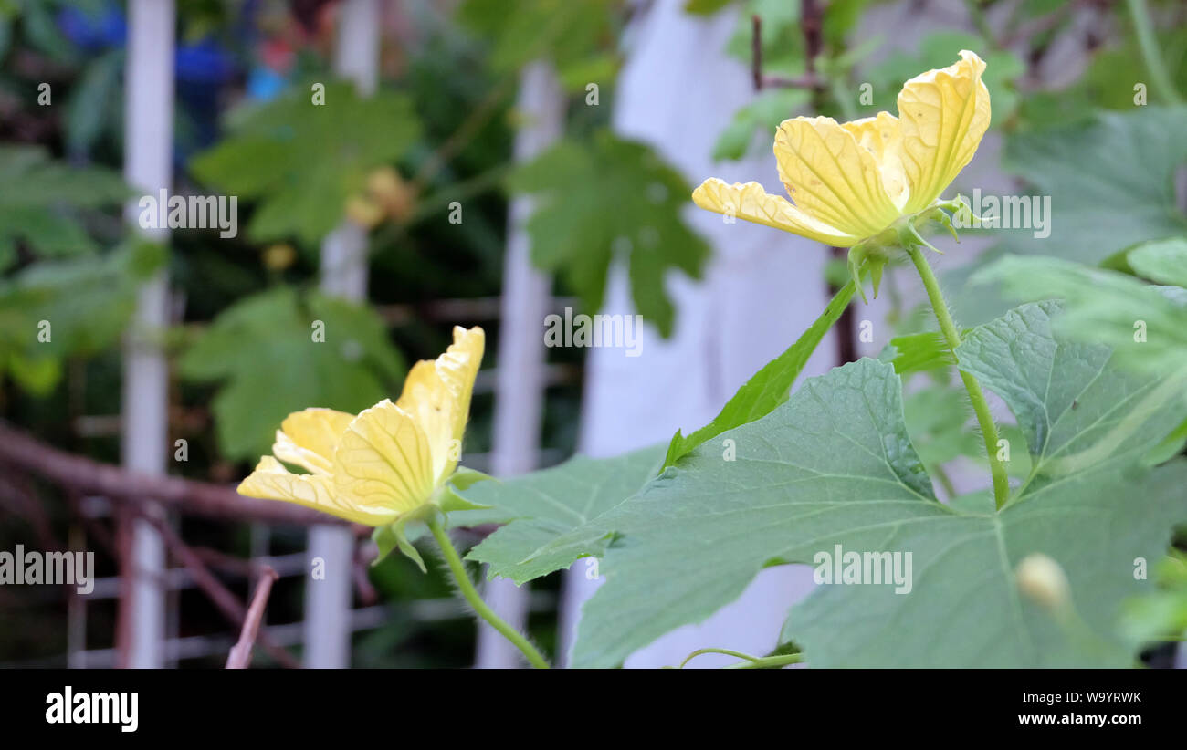 Due giallo gourd Amaro fioriture dei fiori nel giardino. Foto Stock