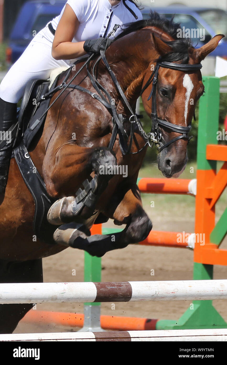 Visualizza il ponticello cavallo e cavaliere esecuzione salta in show jumping training. Messa a fuoco selettiva Foto Stock