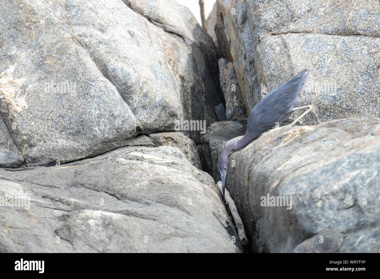 Foraging adulto piccolo airone blu Egretta caerulea Foto Stock