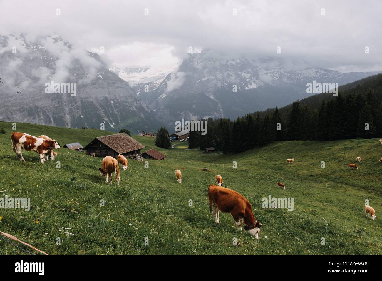 mucche mangiare erba in un campo di erba con piccole cabine circondato da alberi e montagne Foto Stock