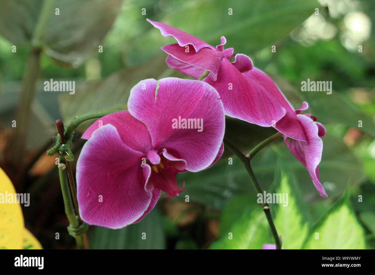 Viola di fiori colorati Foto Stock