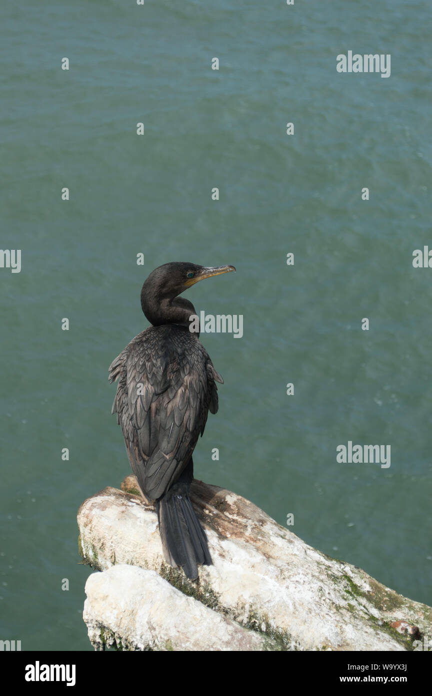 Bellissimo uccello di cormorani, gajanan Maharaj Foto Stock