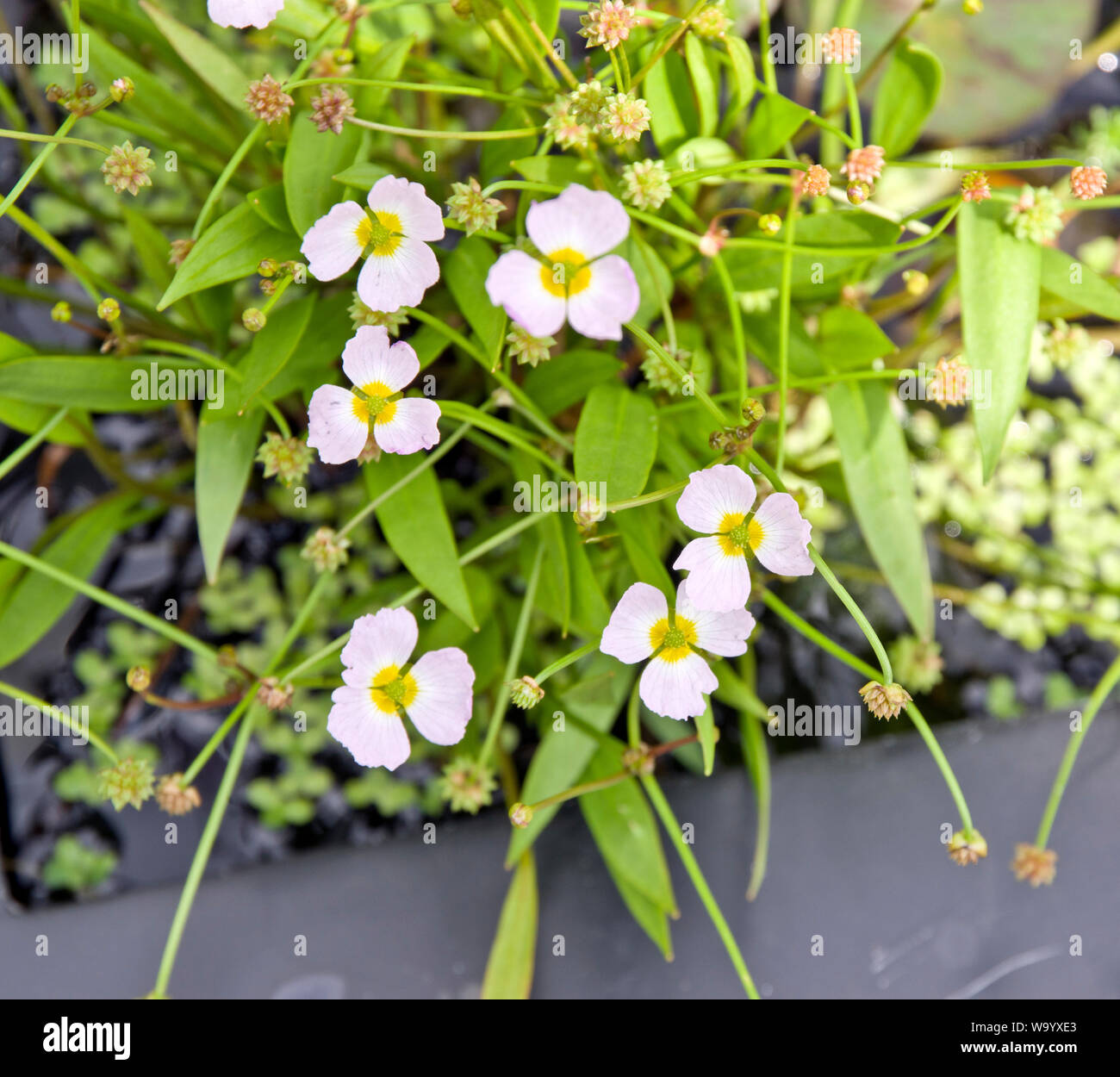 Baldellia ranunculoides Foto Stock