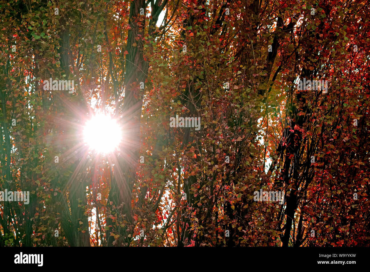 Sfolgorante sole che splende attraverso la caduta delle foglie nel parco Foto Stock