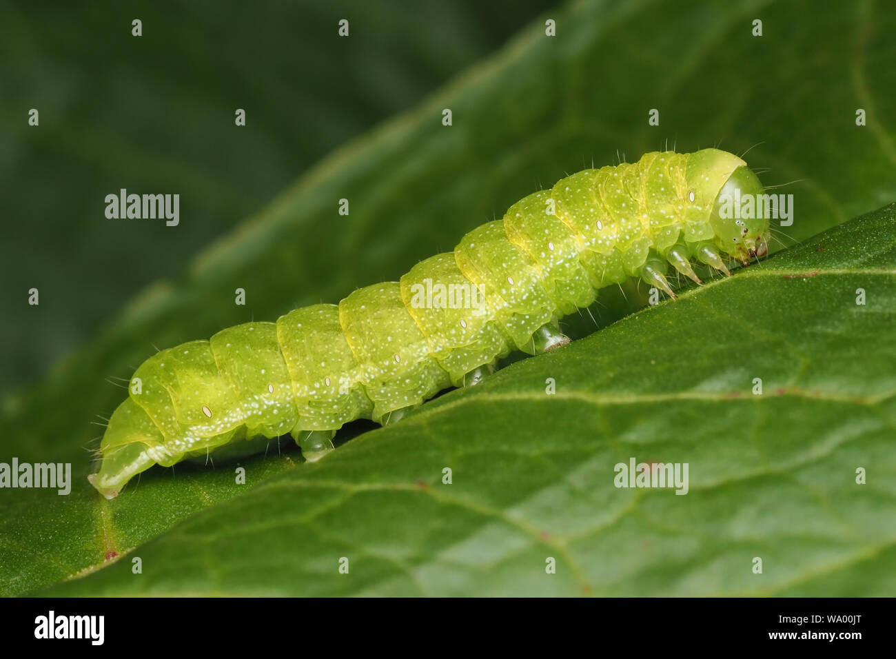 Sfumature di angolo moth caterpillar (Phlogophora meticulosa) in appoggio sulla lamina. Tipperary, Irlanda Foto Stock